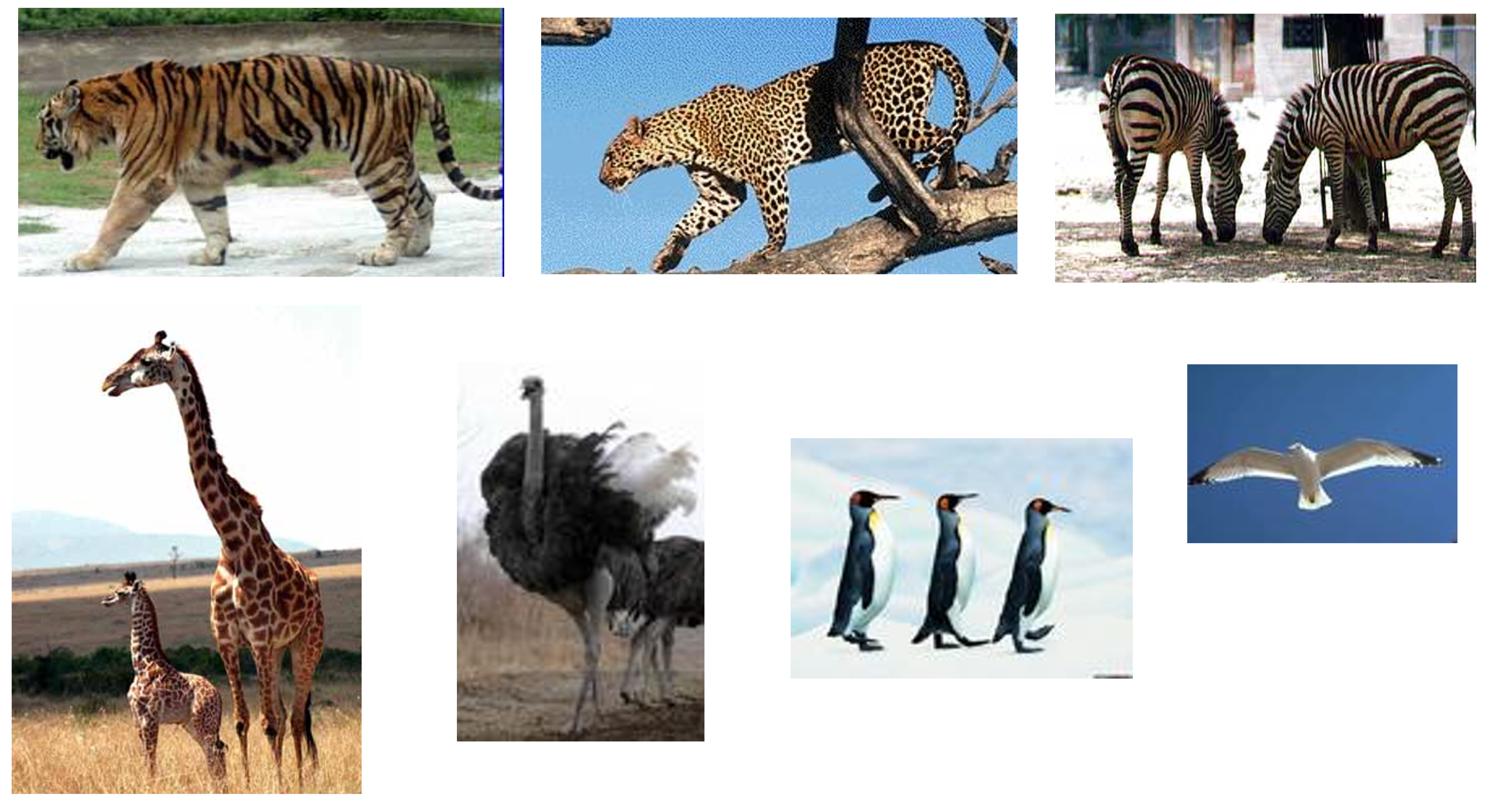 i动物识别系统e