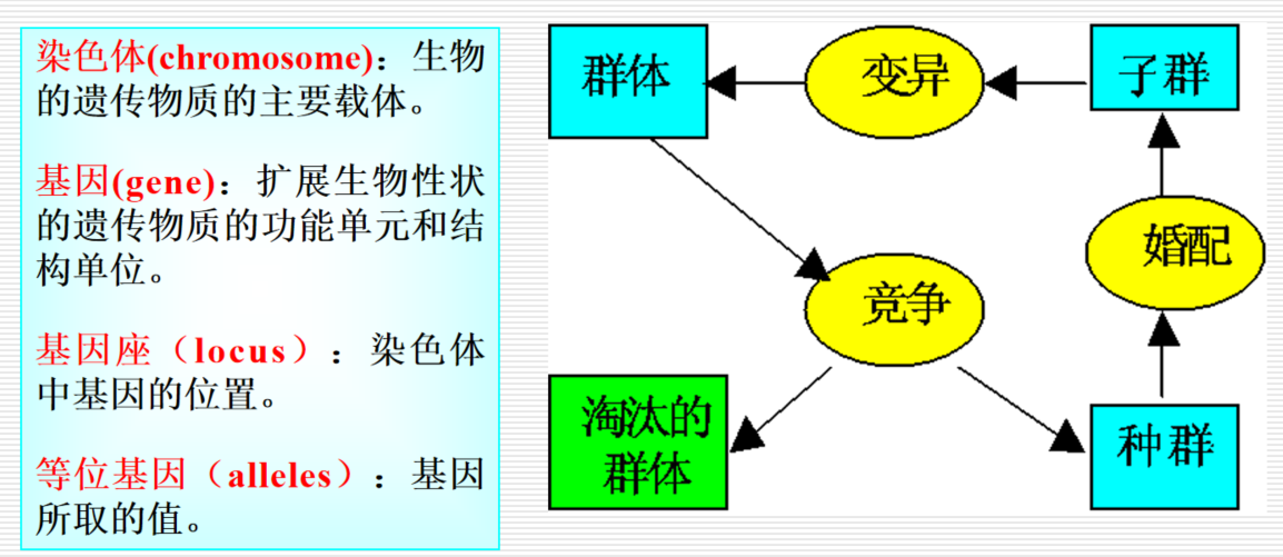 生物进化的基本过程