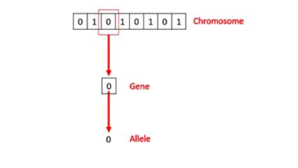 传统上看,这些染色体可以被由数字 0 和 1 组成的字符串表达出来